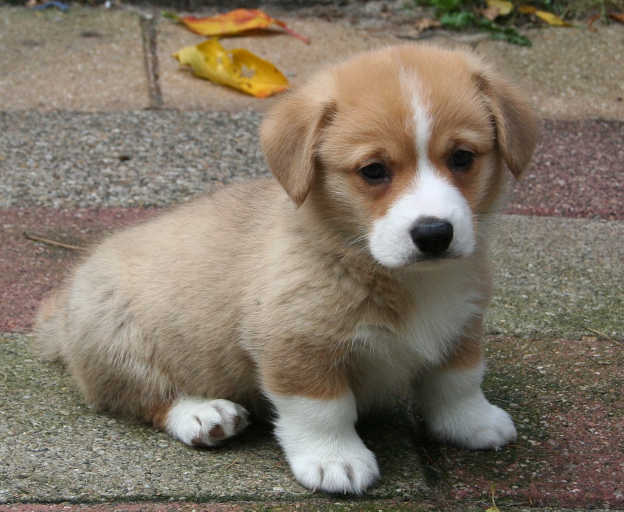 Puppies